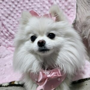 Coquette Dog Hair Bow