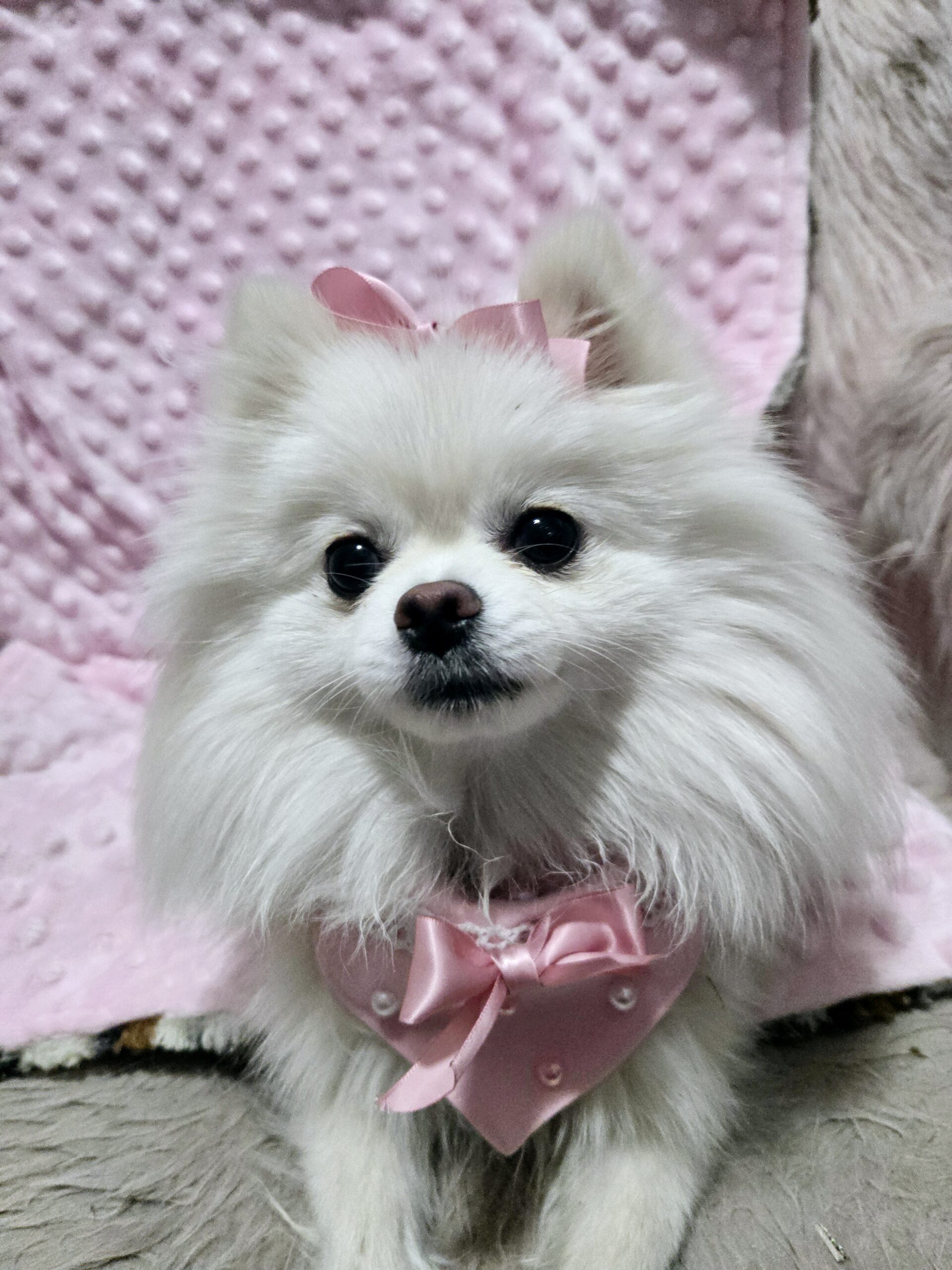 Coquette Dog Hair Bow