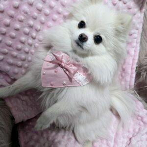 Pink Coquette Dog Bandana