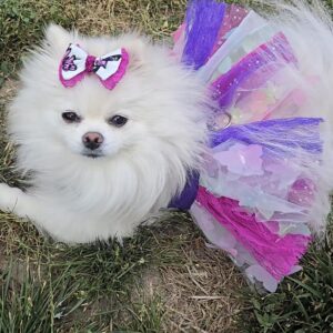 Dog Butterfly Tutu Dress and Bow