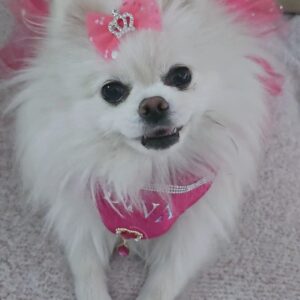 Dog Hot Pink Tutu, Bandana, and Bow Outfit