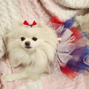 Dog 4th of July Tutu Dress and Bow