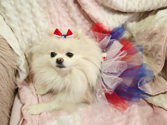 Dog 4th of July Tutu Dress and Bow