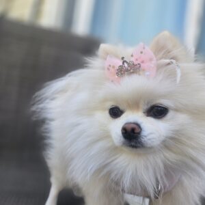 Rich Bitch Glam Dog Shirt & Bow