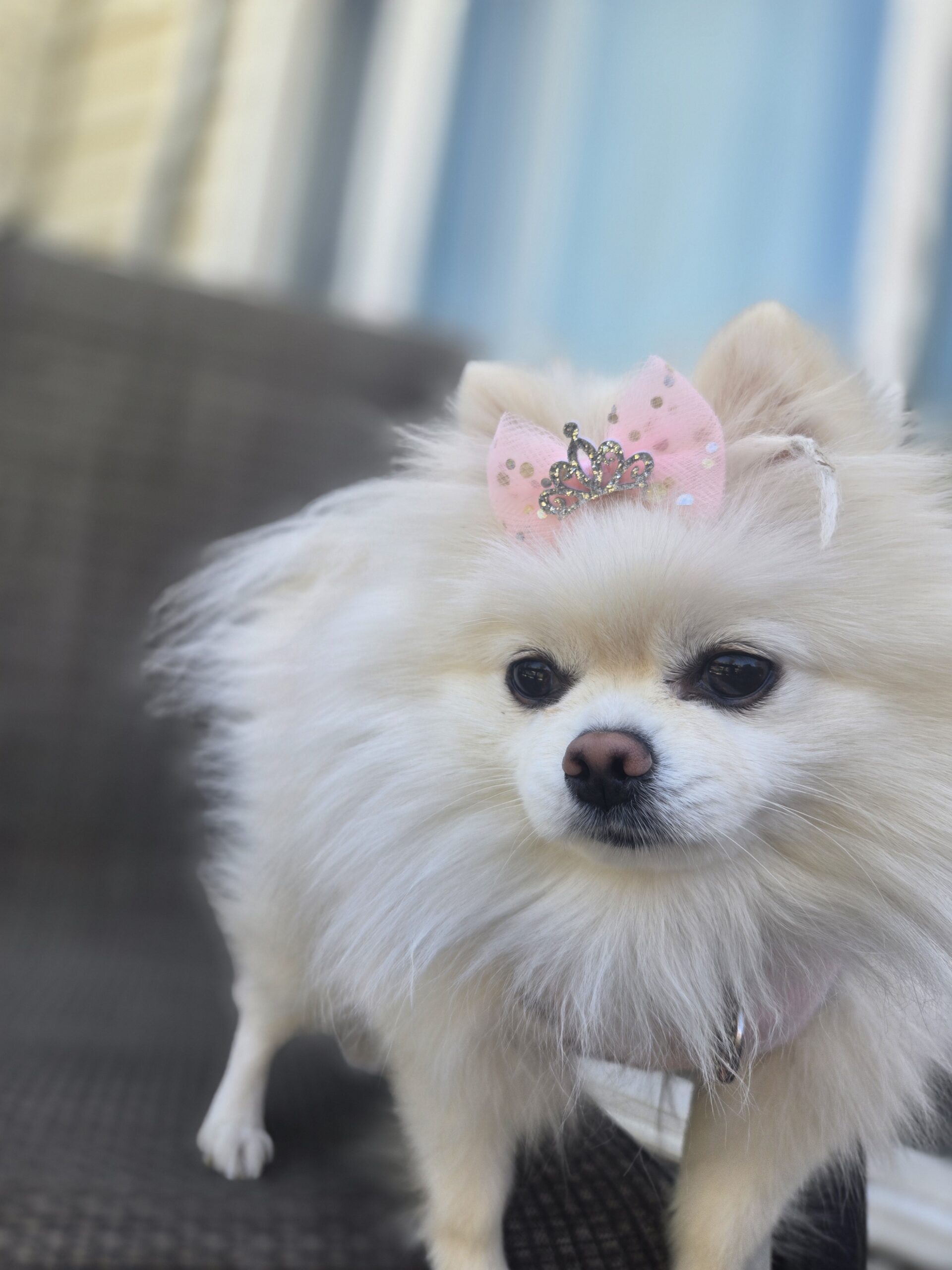Rich Bitch Glam Dog Shirt & Bow