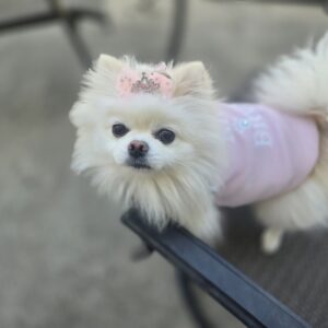 Rich Bitch Glam Dog Shirt & Bow