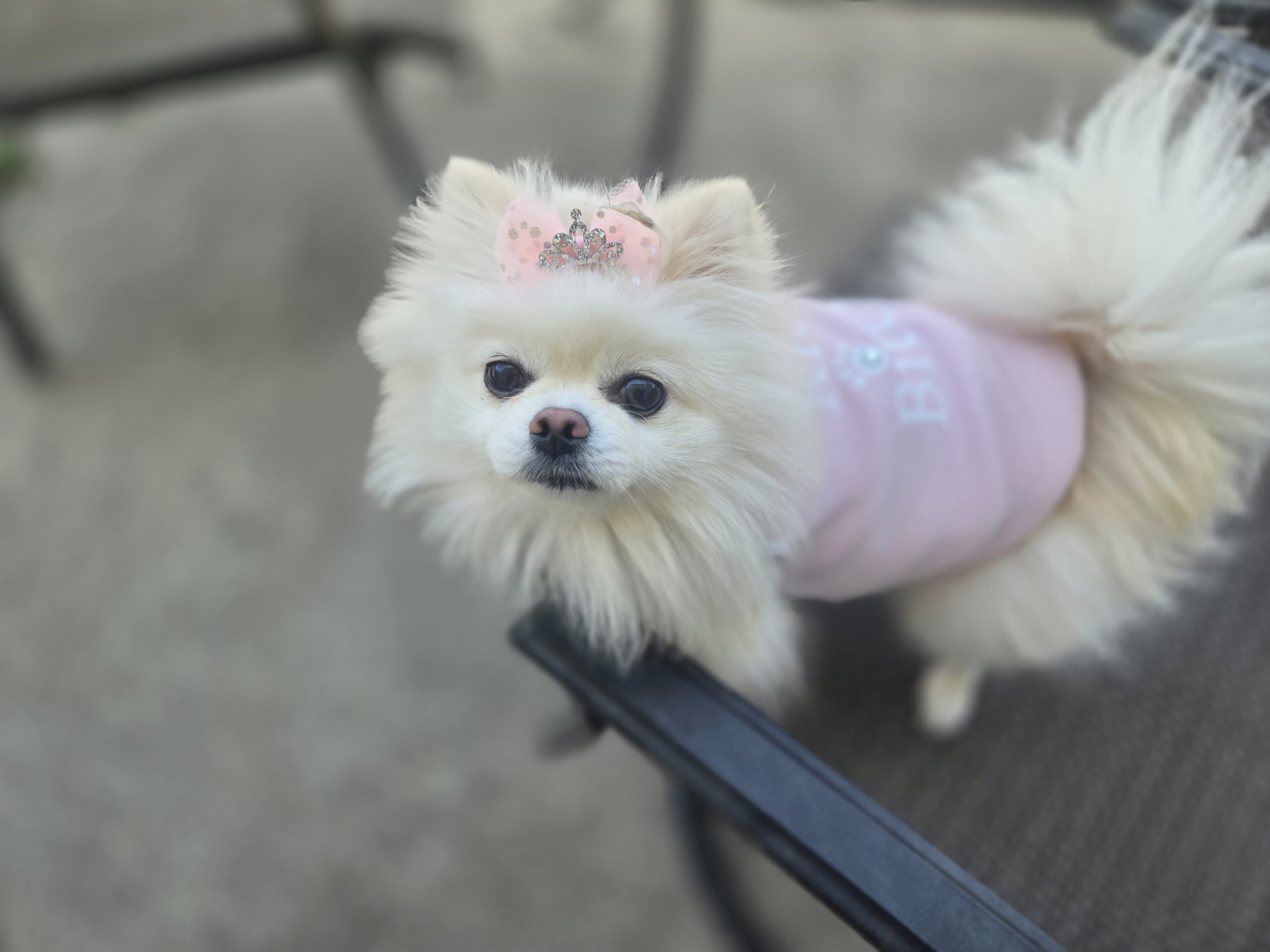 Rich Bitch Glam Dog Shirt & Bow
